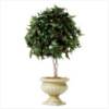 Ivy Topiary $18.00 31280 